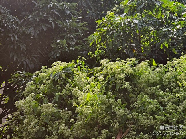 【全鏡影像】綠色