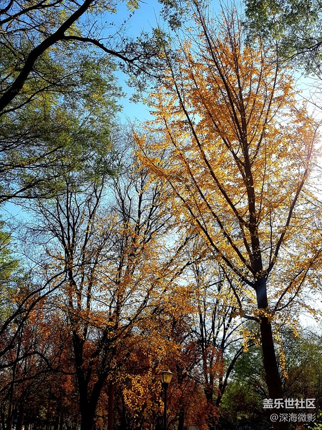 【葉落成詩】一抹秋色宜人