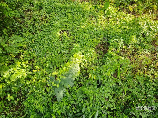 【全鏡影像】綠色