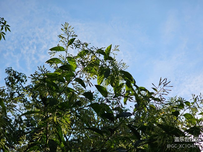 【全鏡影像】綠色