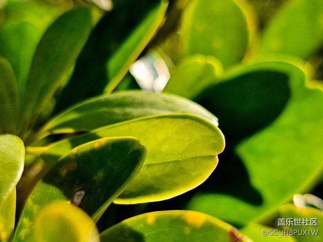 【Galaxy影像】#用微距，拉近距離