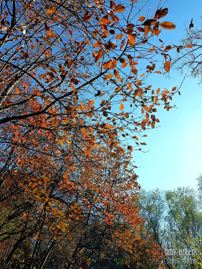 【葉落成詩】一抹秋色宜人