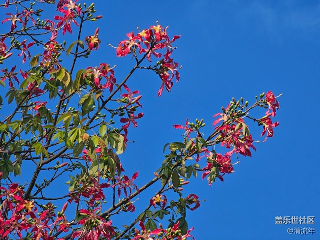 【全鏡影像】戶外花開