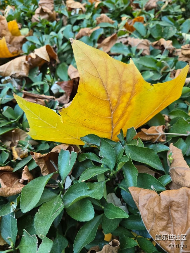 【Galaxy影像】#用微距，拉近距離