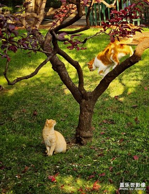 【色彩對(duì)話】+賞秋的貓