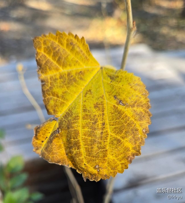 【Galaxy影像】#用微距，拉近距離