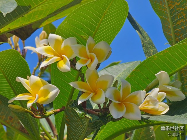 【全鏡影像】戶外花開