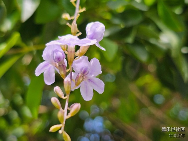 【生活小確幸】秋日連翹