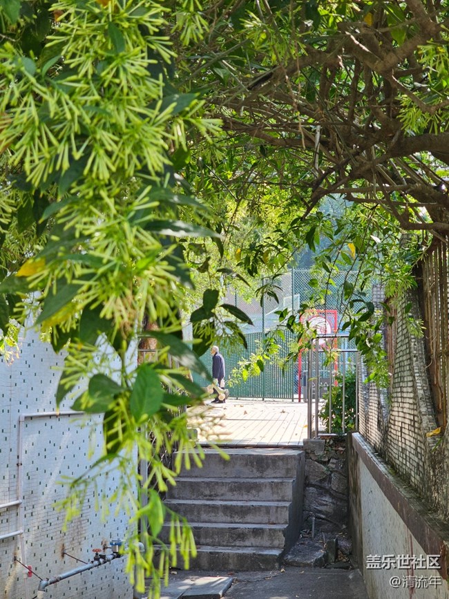 【生活小確幸】秋日連翹