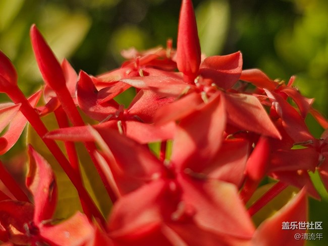 【全鏡影像】戶外花開