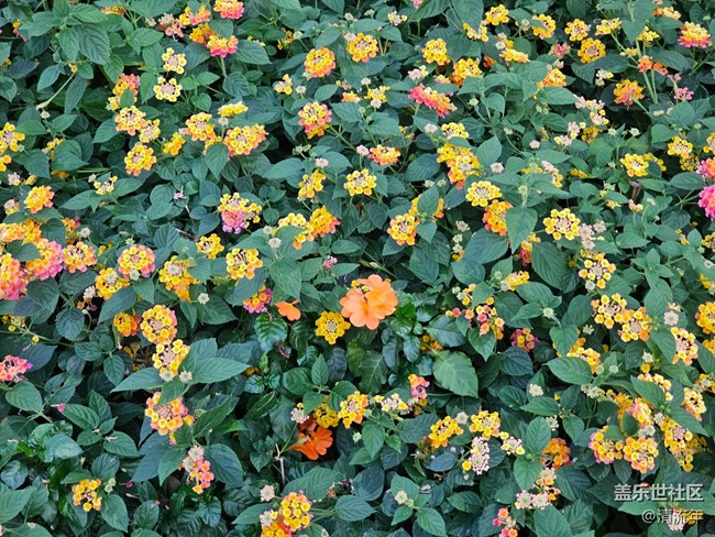 【全鏡影像】戶外花開