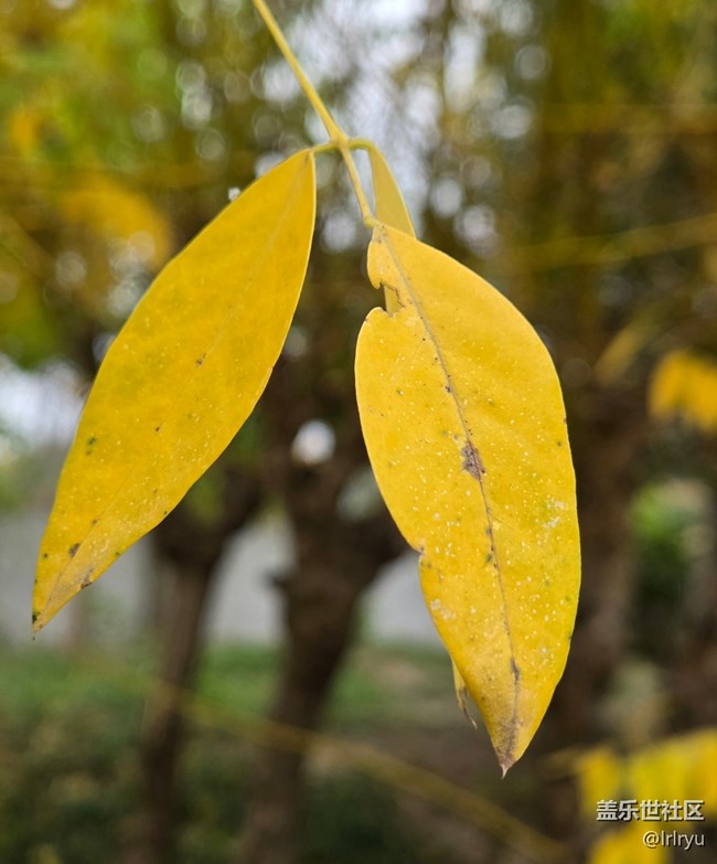 【Galaxy影像】#用微距，拉近距離