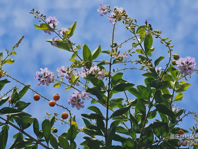 【生活小確幸】秋日連翹