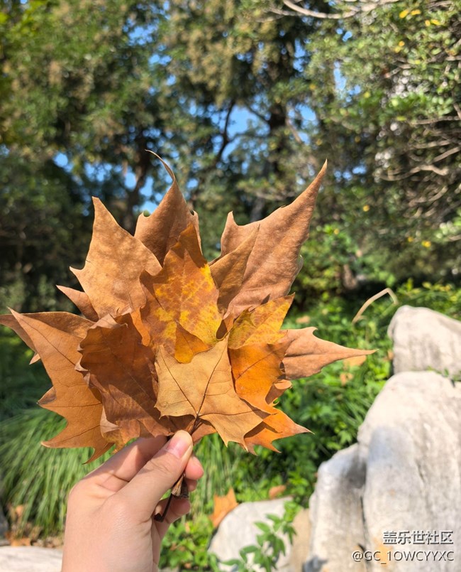 【世間的美好】公園撿秋