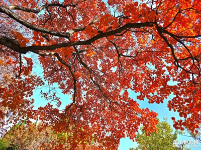 【色彩對話】+秋天