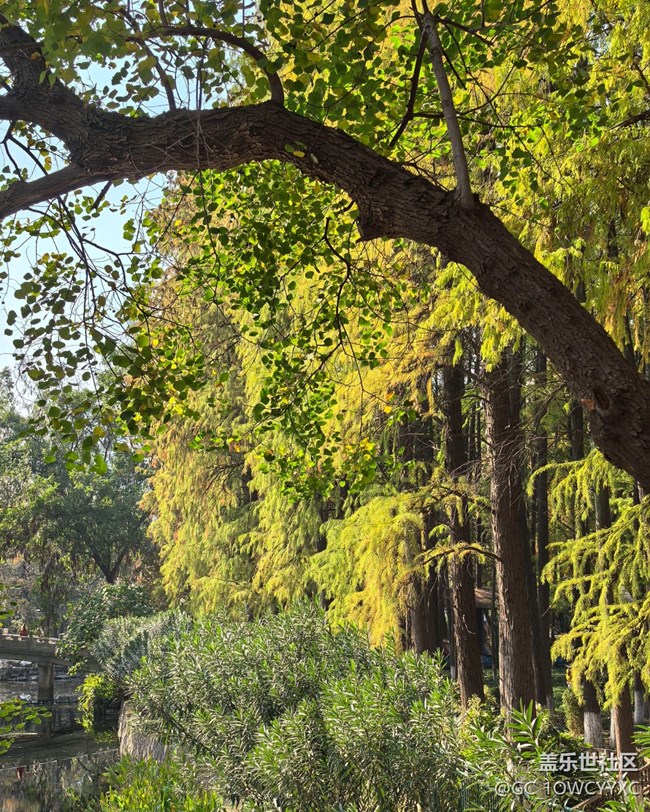 【世間的美好】公園撿秋