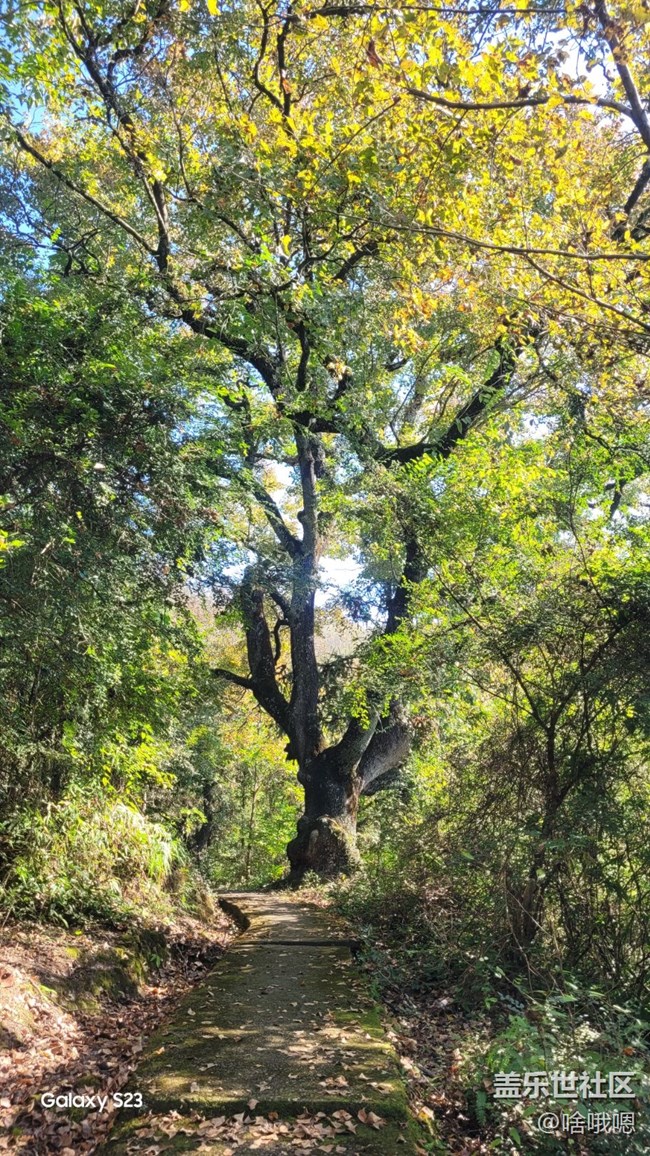 【鵬城尋冬記】爬山賞秋