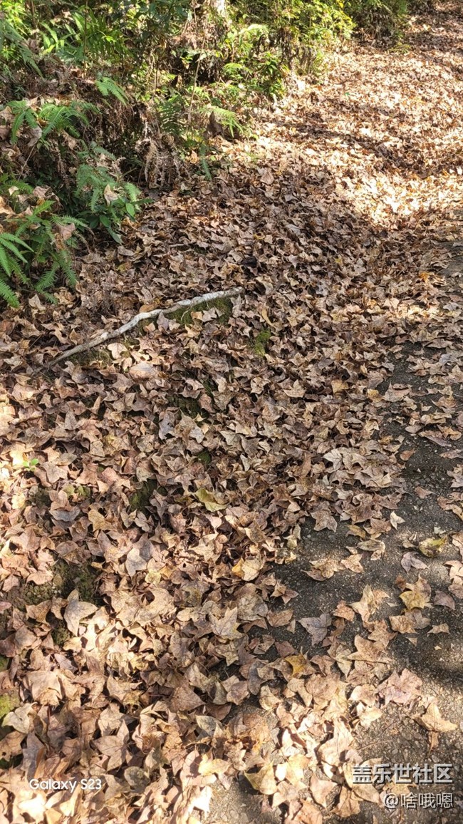 【鵬城尋冬記】爬山賞秋