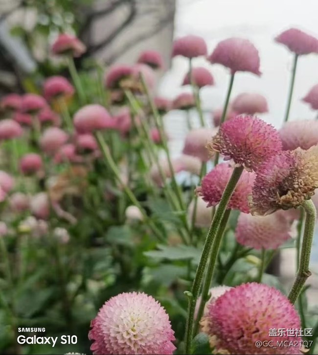 【鵬城尋冬記】漂亮的花
