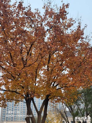 【色彩對話】紅葉紅了