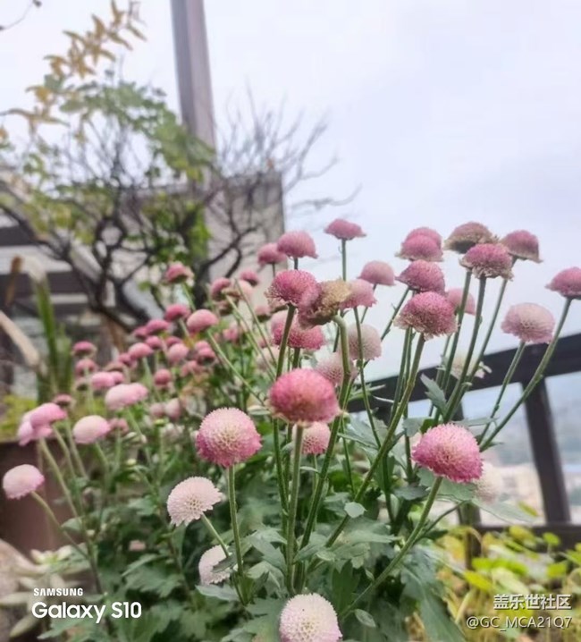 【鵬城尋冬記】漂亮的花