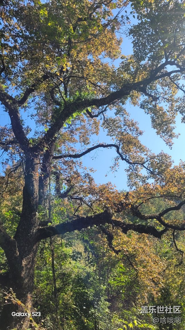 【鵬城尋冬記】爬山賞秋