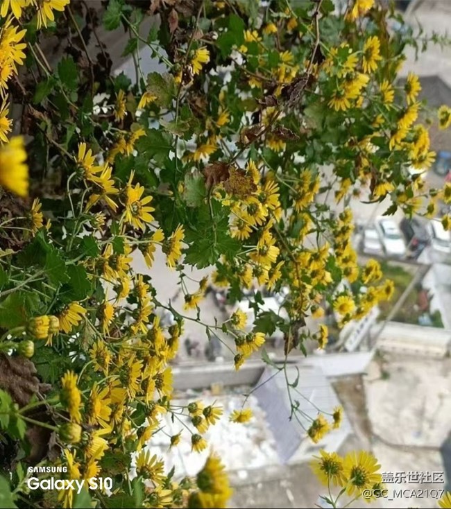 【鵬城尋冬記】漂亮的花