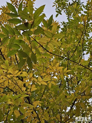 【色彩對話】秋樹