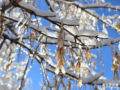 冬季一場雨夾雪，形成了晶瑩剔透的霧凇。