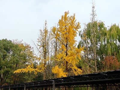 【色彩對話】五彩自然