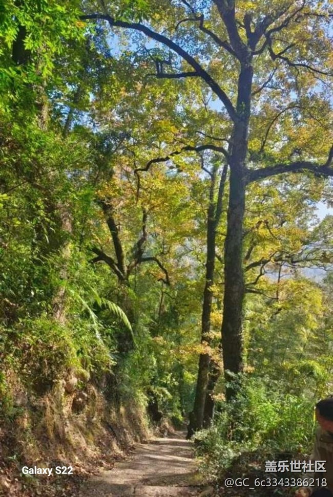 【鵬城尋冬記】賞楓季