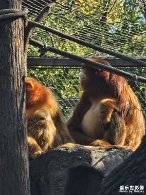 【色彩對(duì)話】動(dòng)物色彩