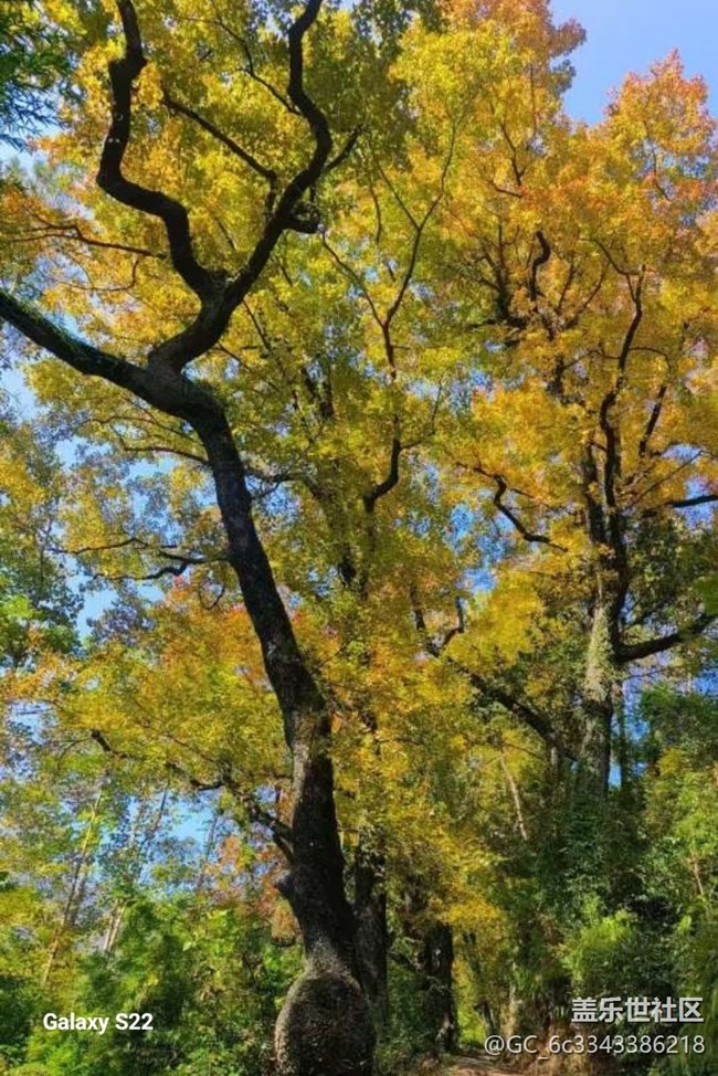 【鵬城尋冬記】賞楓季