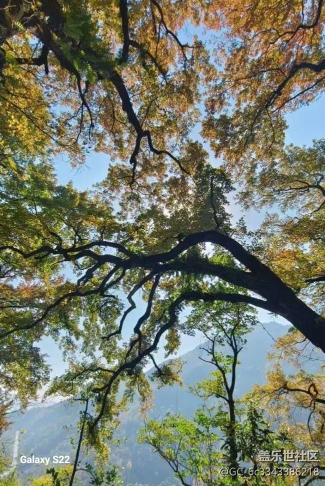 【鵬城尋冬記】賞楓季