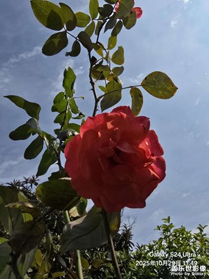 【色彩對話】+深秋的紅花