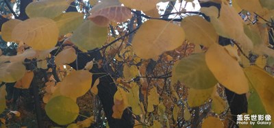 黃葉
