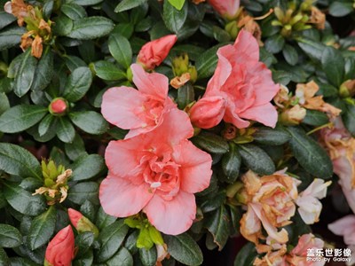 【色彩對話】初冬的公園