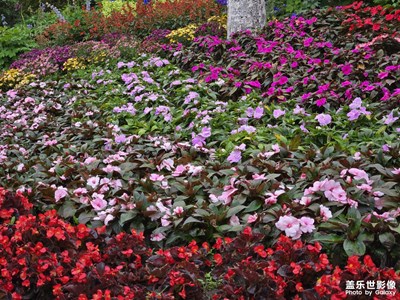 【色彩對(duì)話】花海