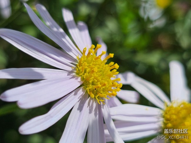 【Galaxy影像】#用微距，拉近距離