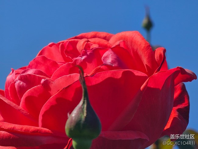 【Galaxy影像】#用微距，拉近距離