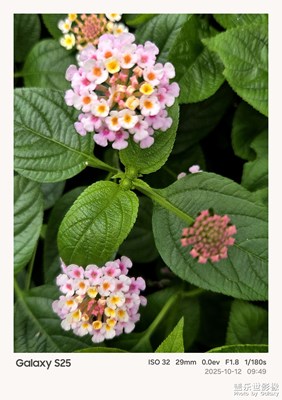 【色彩對(duì)話】+花朵色彩