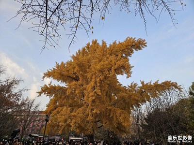 【色彩對(duì)話】樹葉