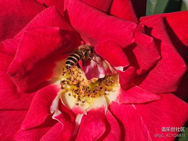 【Galaxy影像】#用微距，拉近距離