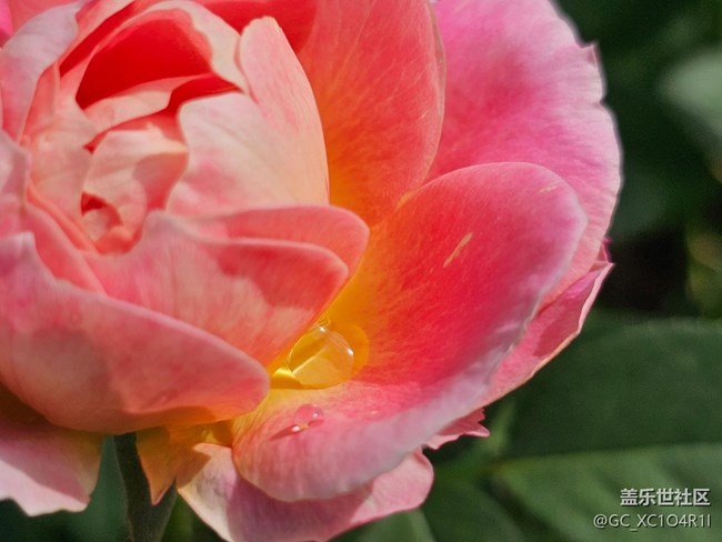 【Galaxy影像】#用微距，拉近距離