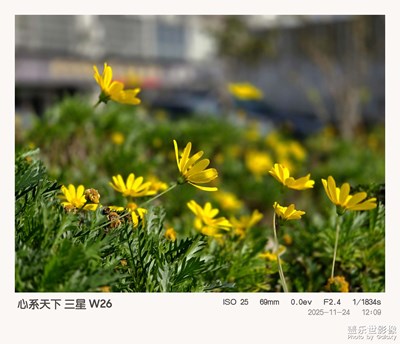 心系天下鏡頭下的黃金菊