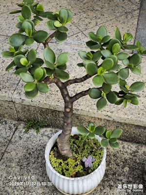 【色彩對話】綠植光影的詩意