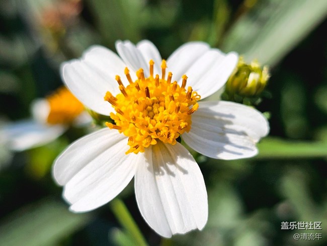 【Galaxy影像】#用微距，拉近距離