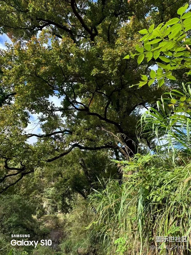 【鵬城尋冬記】初冬隨拍