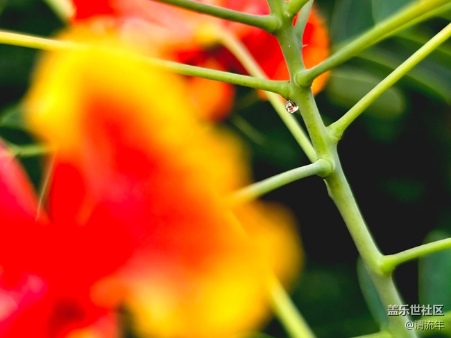 【Galaxy影像】#用微距，拉近距離