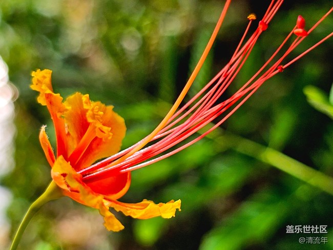 【Galaxy影像】#用微距，拉近距離